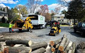 Best Tree Cabling and Bracing  in Regency At Monroe, NJ