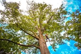 Best Palm Tree Trimming  in Regency At Monroe, NJ