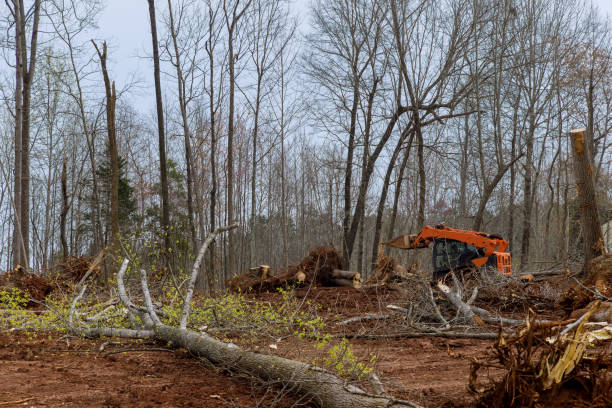 Best Utility Line Clearance  in Regency At Monroe, NJ