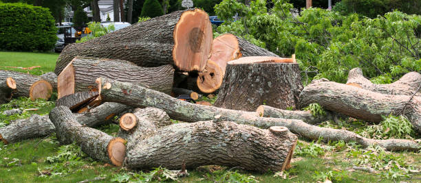 Best Commercial Tree Services  in Regency At Monroe, NJ