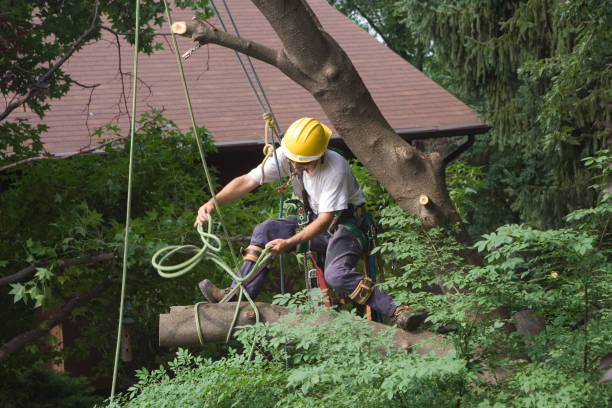 Best Lawn Mowing  in Regency At Monroe, NJ