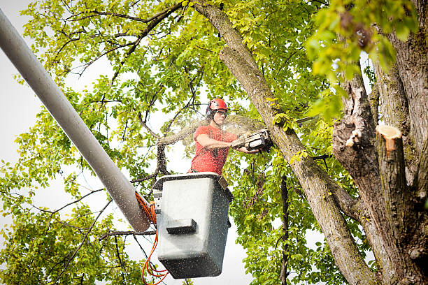 Best Tree Removal  in Regency At Monroe, NJ