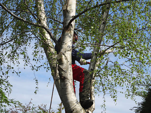 Professional Tree Care in Regency At Monroe, NJ