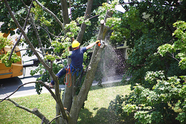 How Our Tree Care Process Works  in  Regency At Monroe, NJ