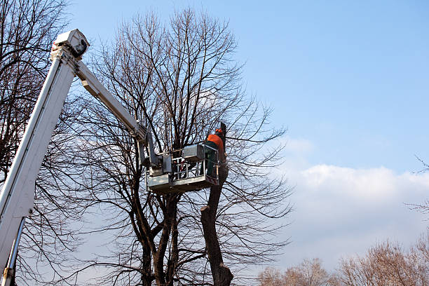 Best Hedge Trimming  in Regency At Monroe, NJ